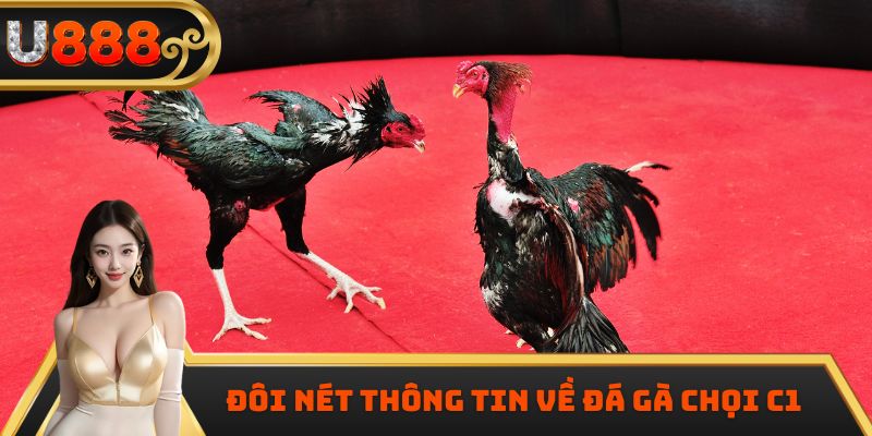 Đôi nét thông tin về đá gà chọi C1