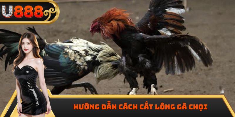Hướng dẫn cách cắt lông gà chọi