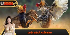 Luật Đá Gà Miền Nam Mới Nhất 2025 – Sư Kê Cần Biết