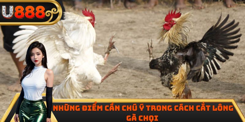 Những điểm cần chú ý trong cách cắt lông gà chọi 